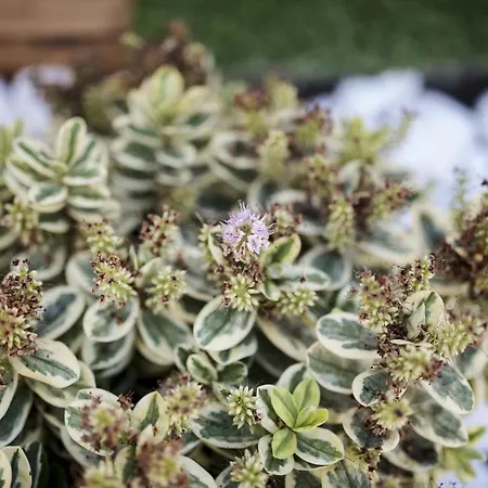 Abeto וילה יאיזה