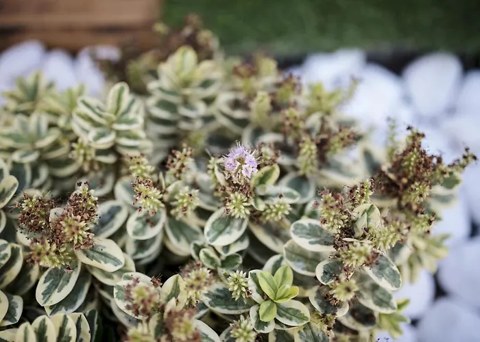 Abeto 빌라 야이자