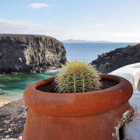 Abeto * Yaiza (Lanzarote)